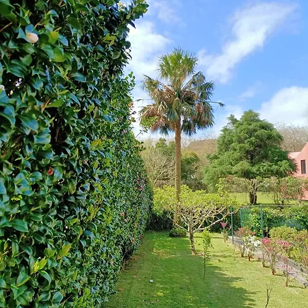 Oliveira * Furnas (Azores)