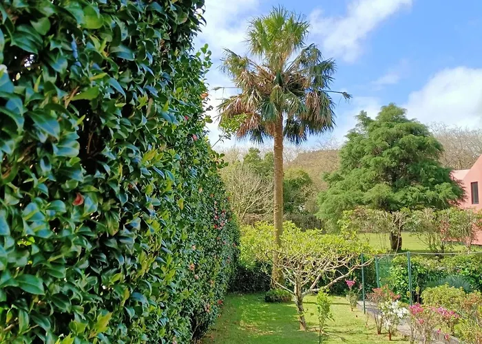 Oliveira * Furnas (Azores)